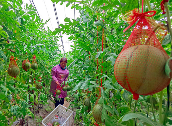 <strong>“谷雨时节，农发科技西瓜品种培育实验分时段实施</strong>